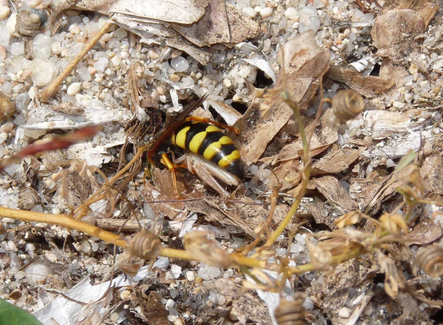 Stizus fasciatus ♀; prede portate nella tana